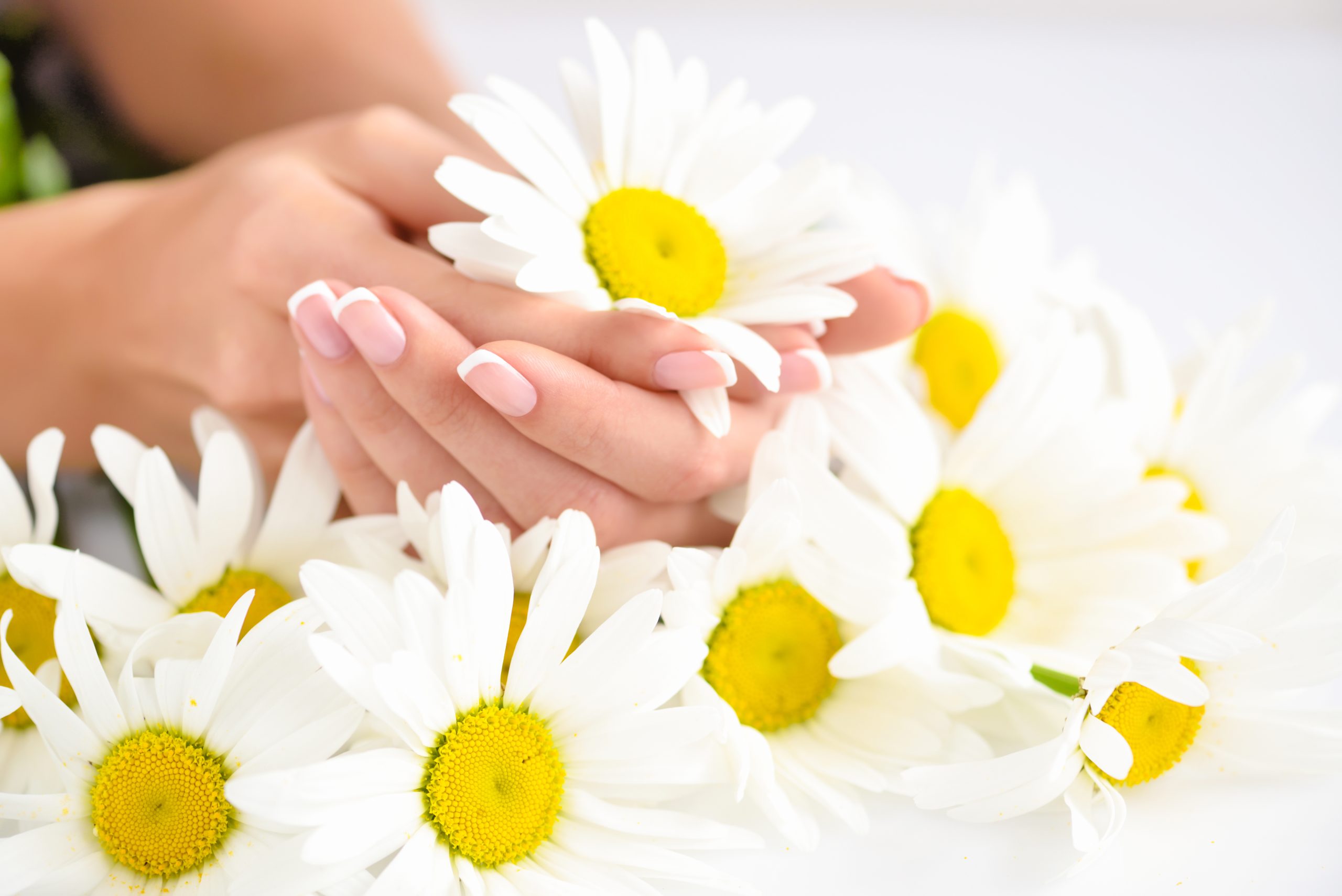 Beautiful woman french manicured hands with fresh daisy flowers